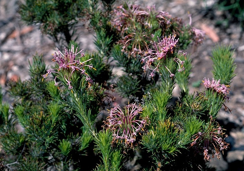 Isopogon adenanthoides