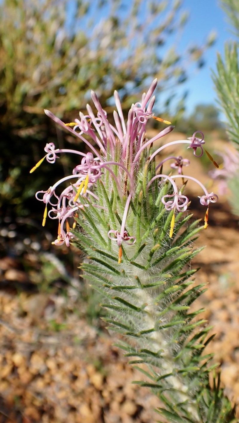 Isopogon adenanthoides photo 2