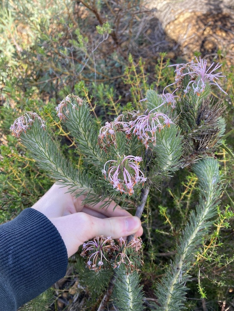 Isopogon adenanthoides photo 3