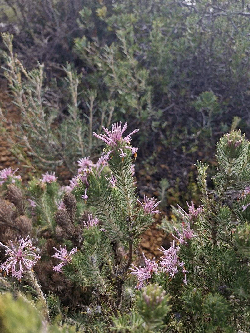 Isopogon adenanthoides photo 4