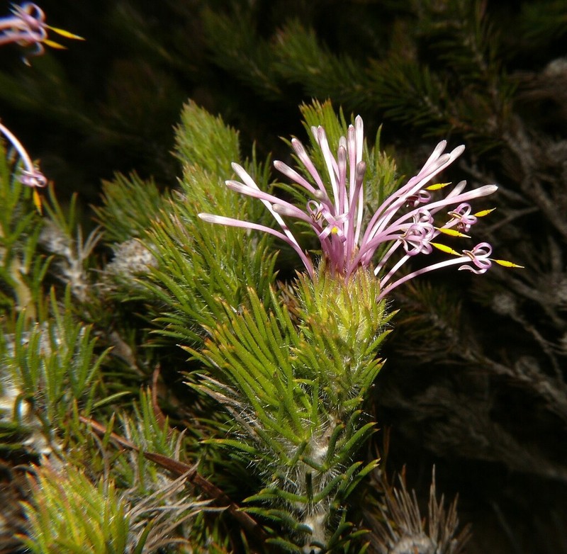 Isopogon adenanthoides photo 5