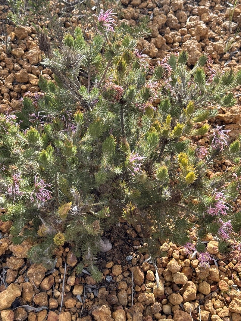 Isopogon adenanthoides photo 6