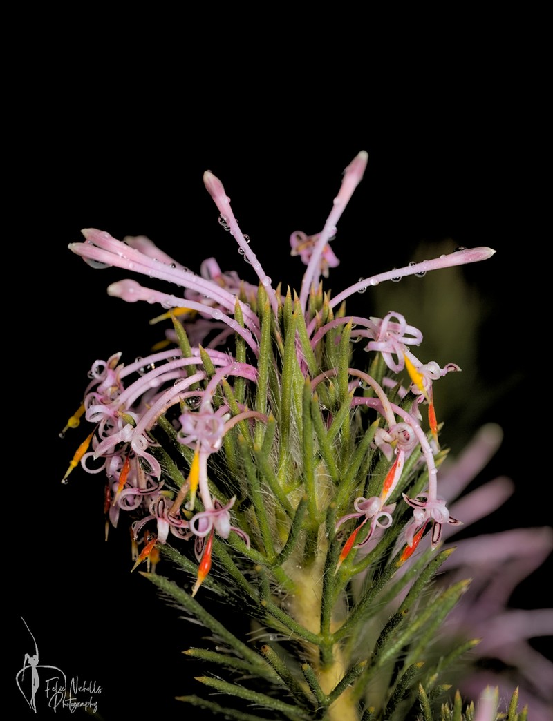 Isopogon adenanthoides photo 7