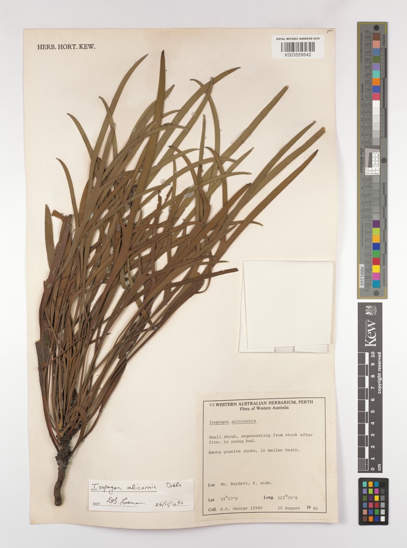Isopogon alcicornis photo 2