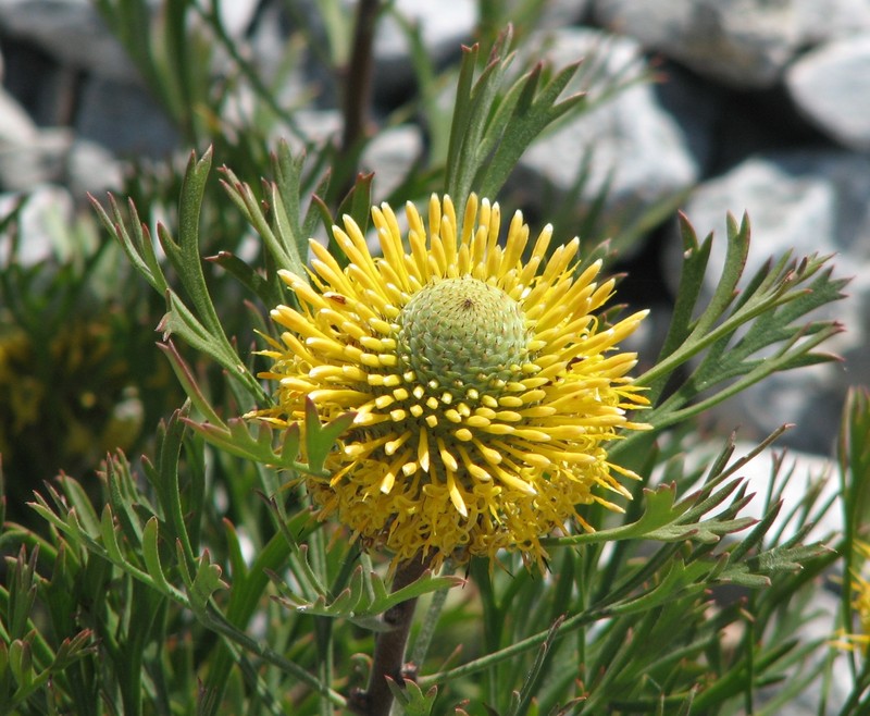 Isopogon anemonifolius