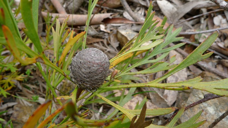 Isopogon anemonifolius photo 2