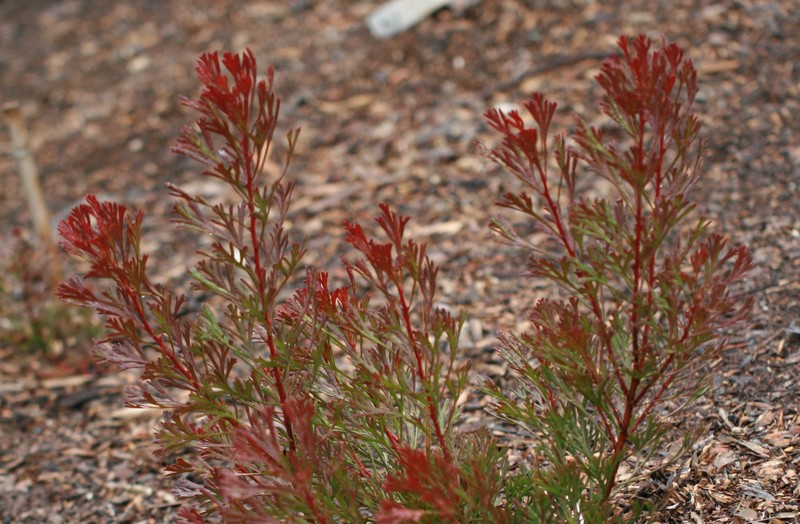 Isopogon anemonifolius photo 3