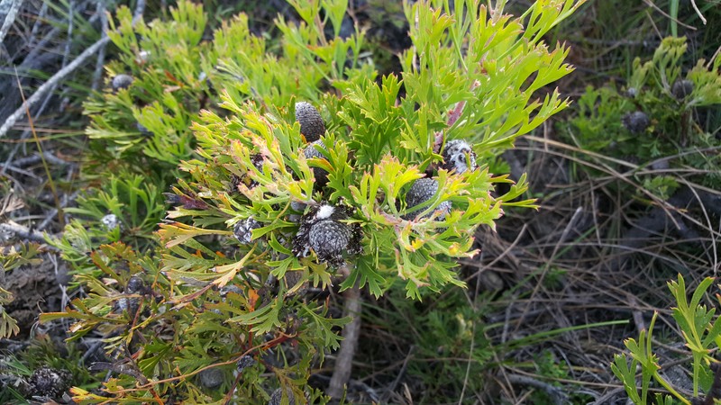 Isopogon anemonifolius photo 4