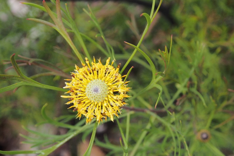 Isopogon anemonifolius photo 5