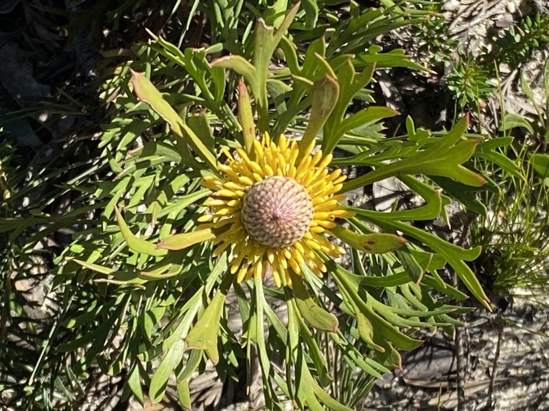 Isopogon anemonifolius photo 6