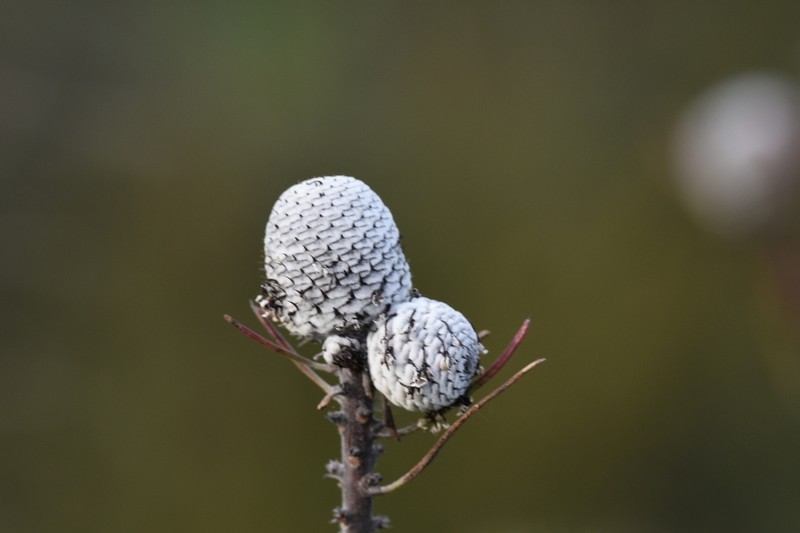 Isopogon anemonifolius photo 7