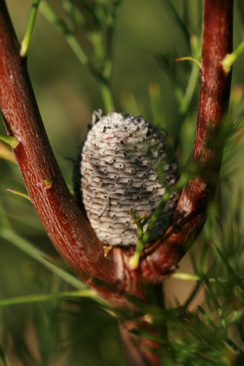 Isopogon anethifolius photo 2