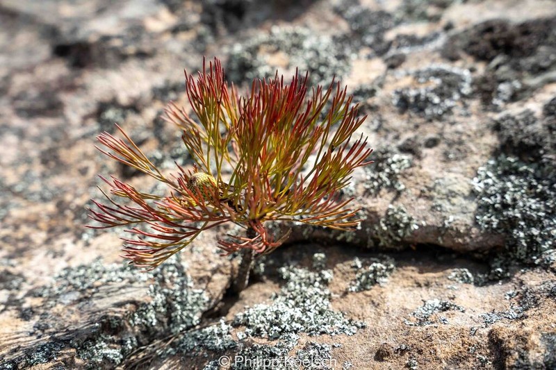 Isopogon anethifolius photo 3