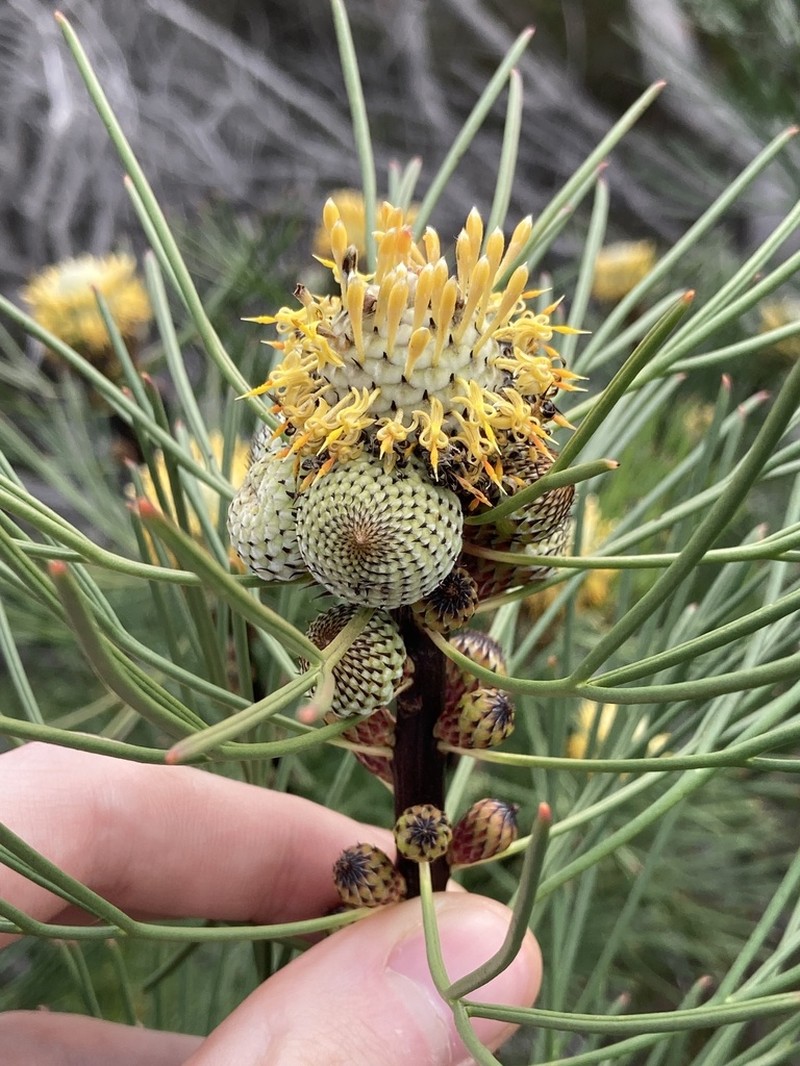 Isopogon anethifolius photo 4