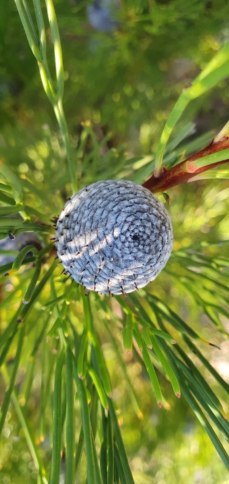 Isopogon anethifolius photo 5