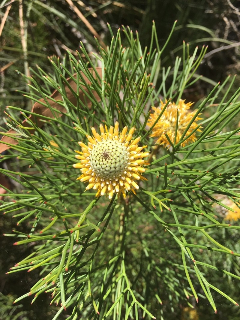 Isopogon anethifolius photo 6