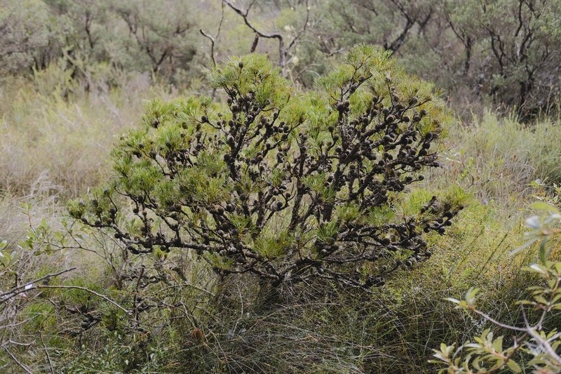 Isopogon anethifolius photo 7