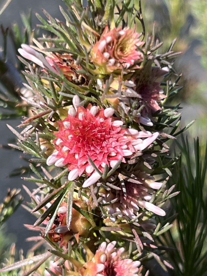 Isopogon asper