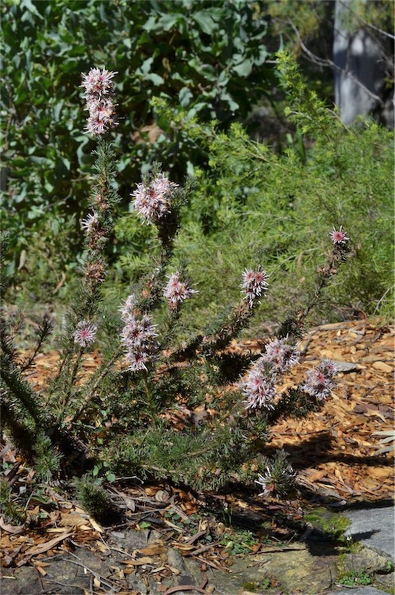 Isopogon asper photo 2