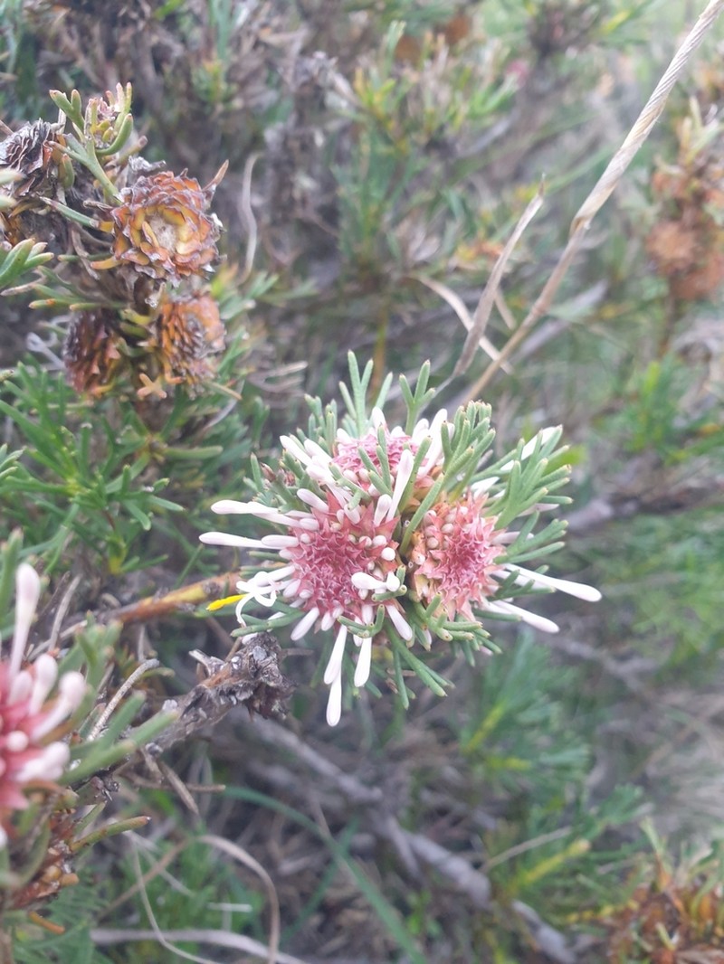 Isopogon asper photo 3