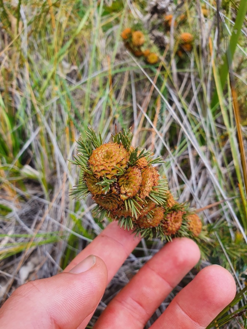 Isopogon asper photo 4