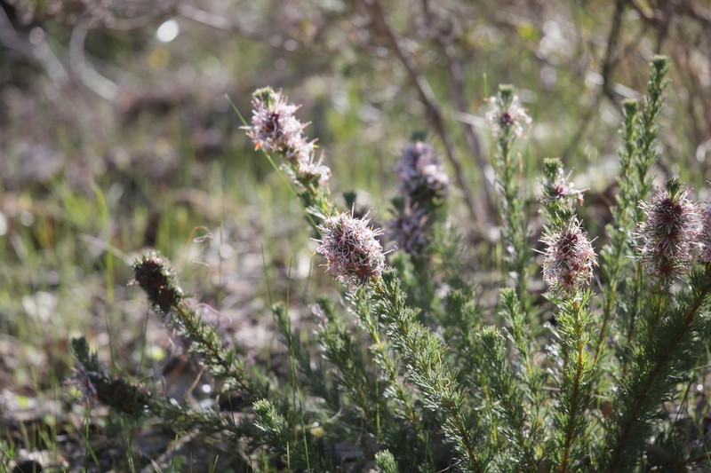Isopogon asper photo 5