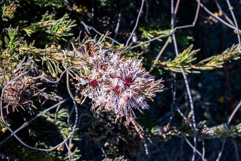 Isopogon asper photo 6