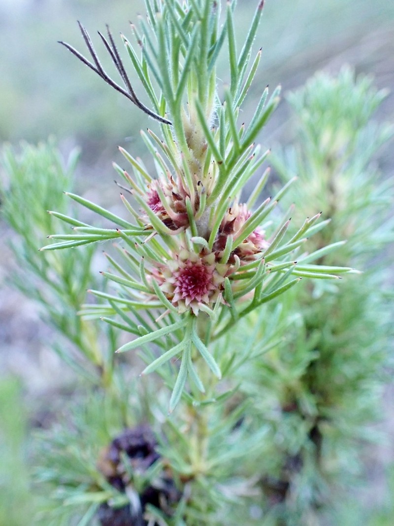 Isopogon asper photo 7