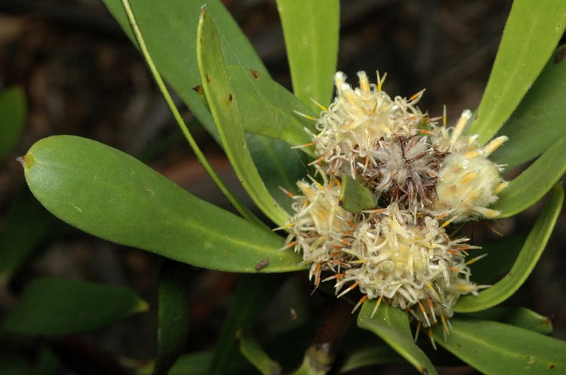 Isopogon attenuatus