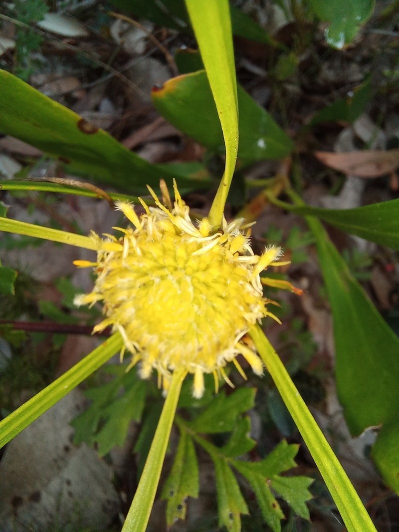Isopogon attenuatus photo 2