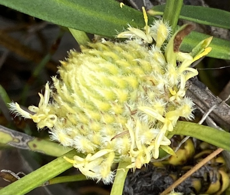 Isopogon attenuatus photo 3