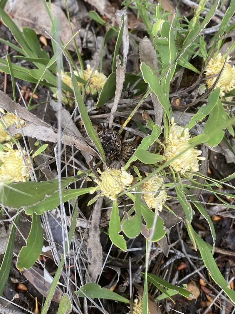 Isopogon attenuatus photo 4