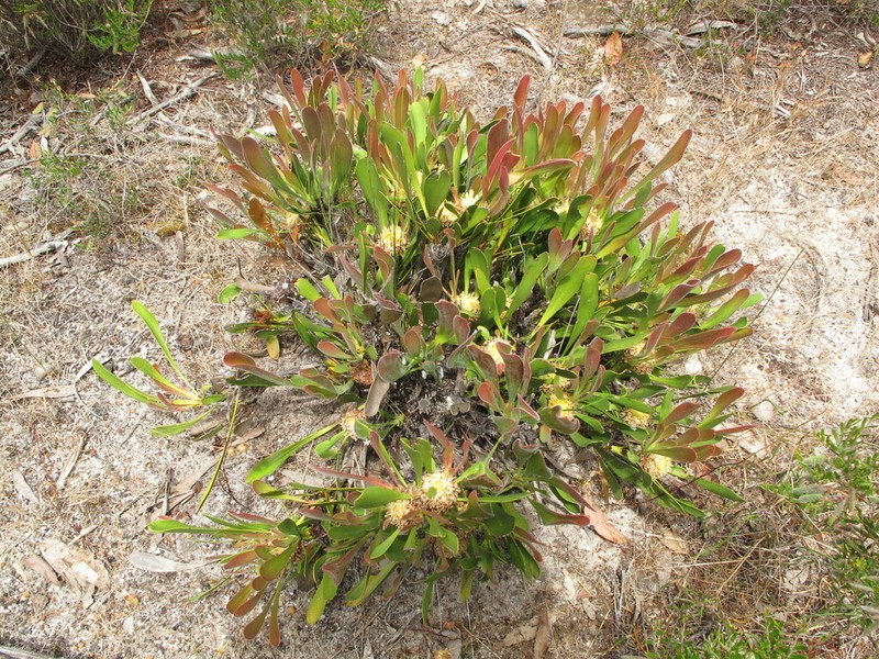 Isopogon attenuatus photo 5