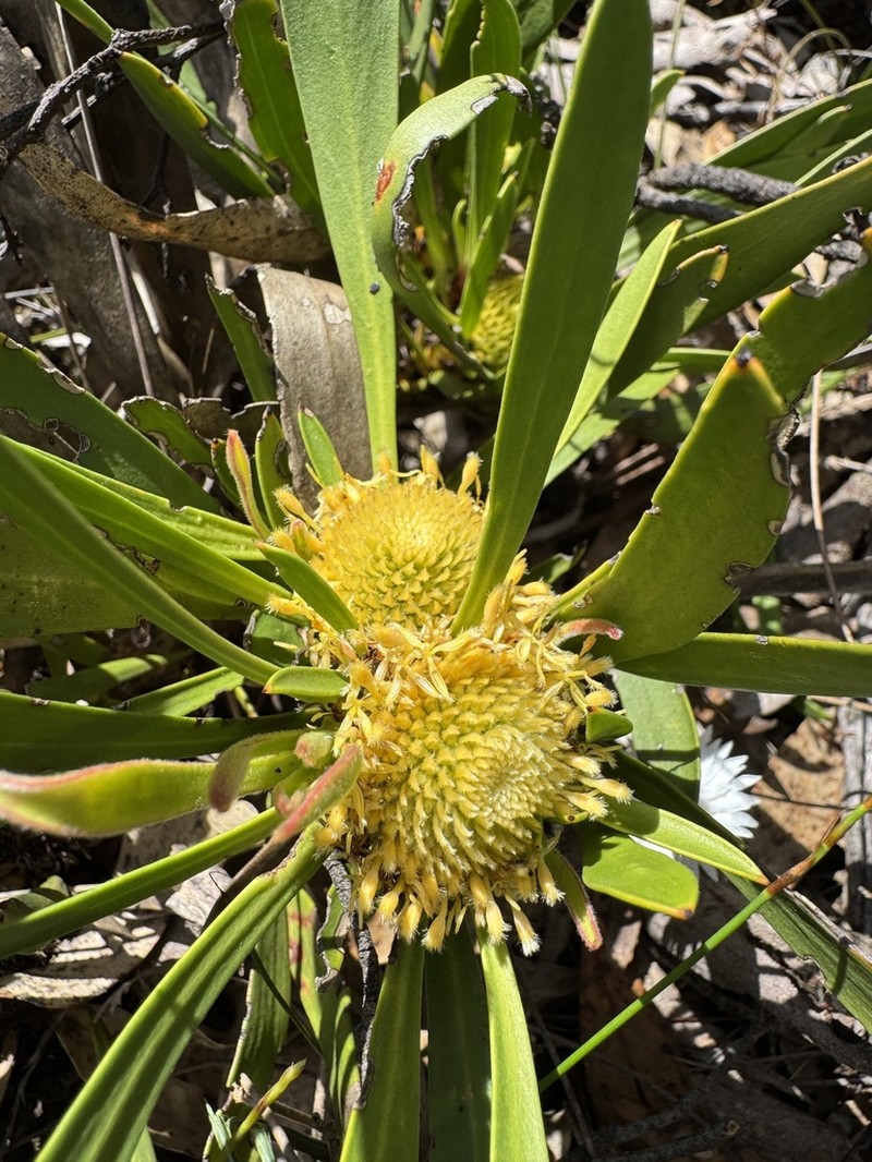 Isopogon attenuatus photo 6