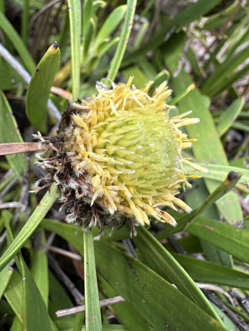 Isopogon attenuatus photo 7