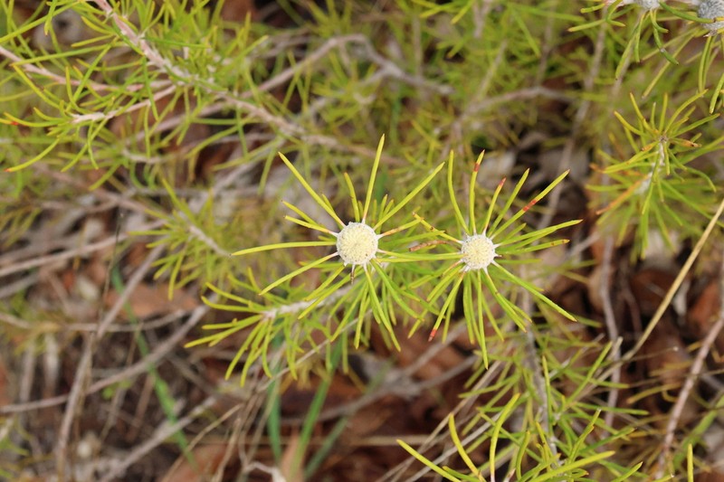 Isopogon autumnalis