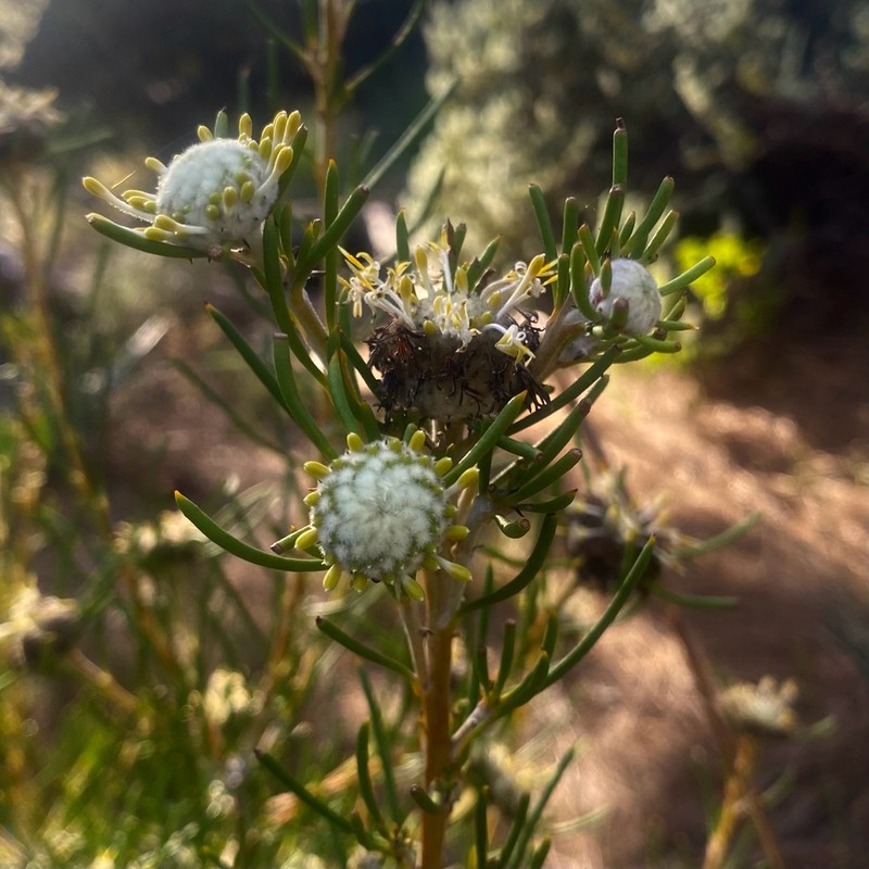 Isopogon autumnalis photo 2