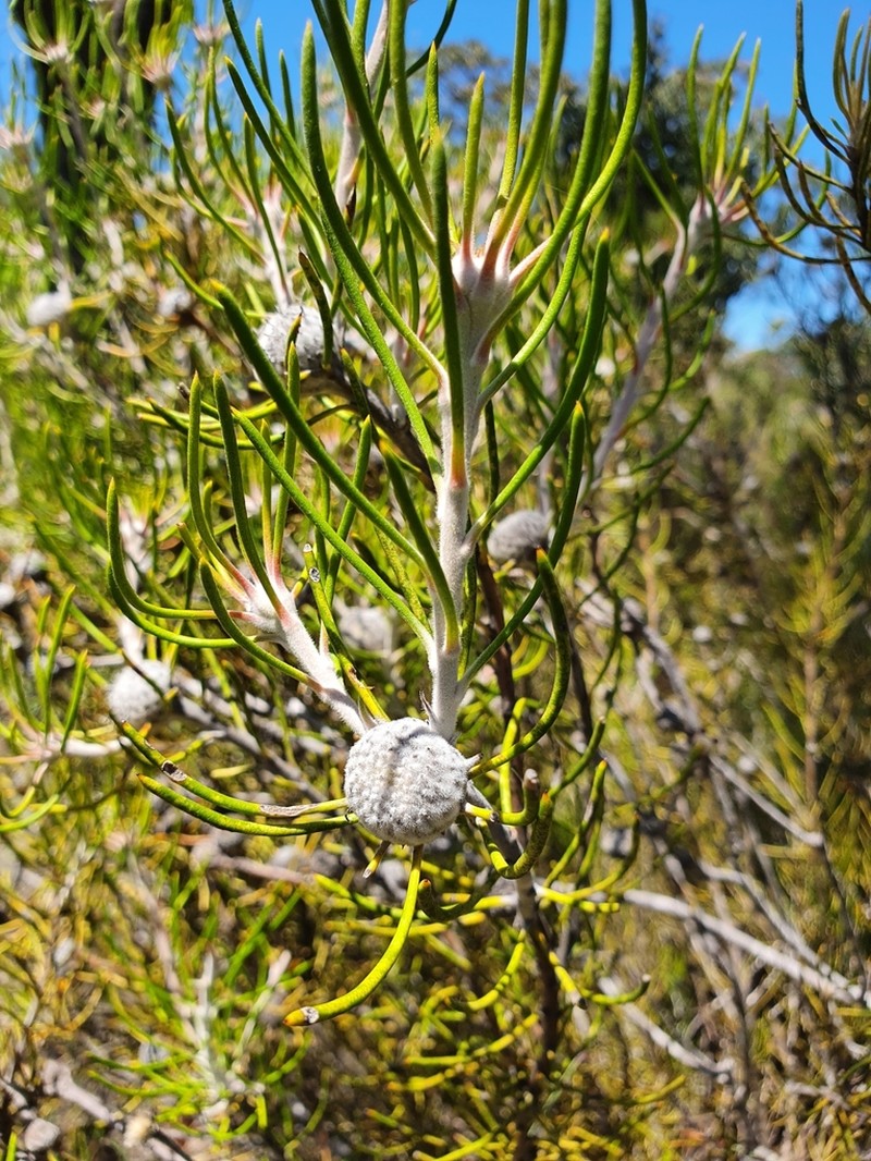 Isopogon autumnalis photo 3