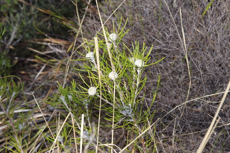 Isopogon autumnalis photo 4