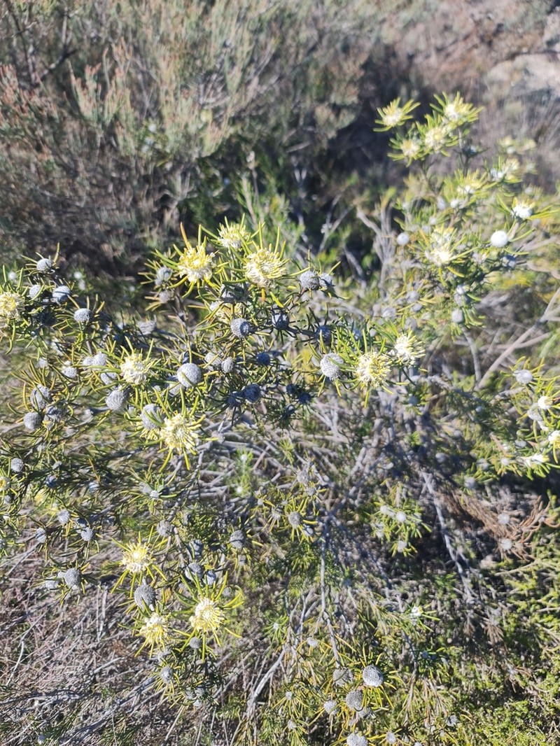 Isopogon autumnalis photo 5
