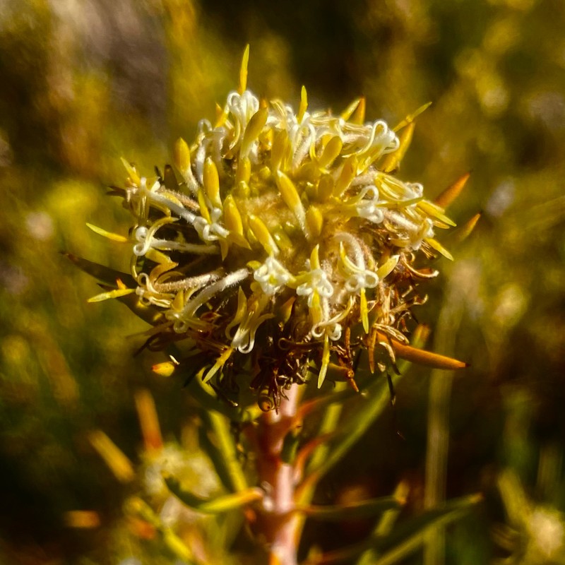 Isopogon autumnalis photo 6