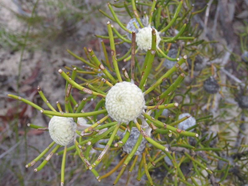 Isopogon autumnalis photo 7