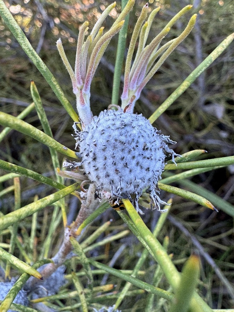 Isopogon autumnalis photo 8