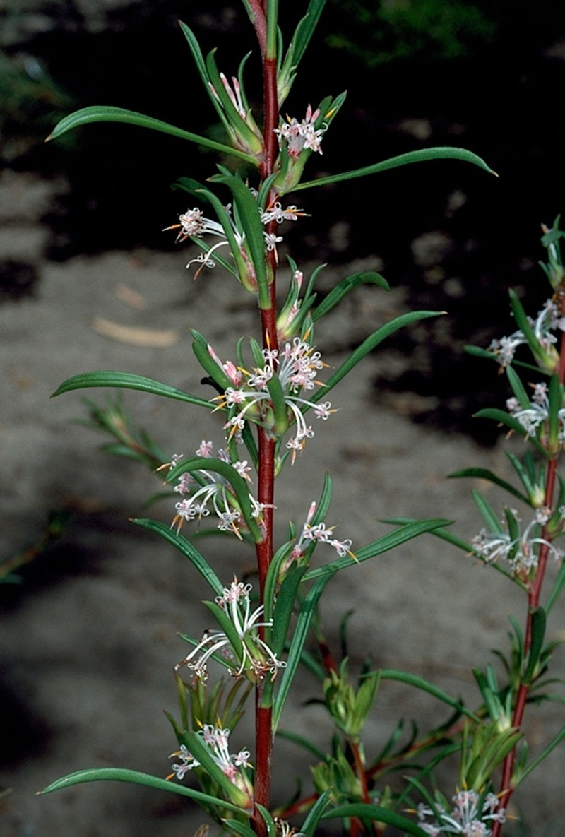 Isopogon axillaris