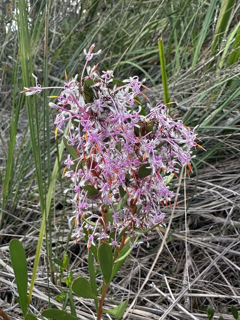Isopogon axillaris photo 2