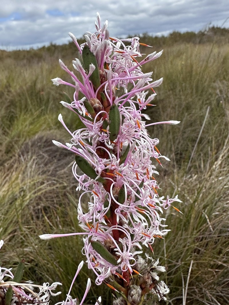 Isopogon axillaris photo 3