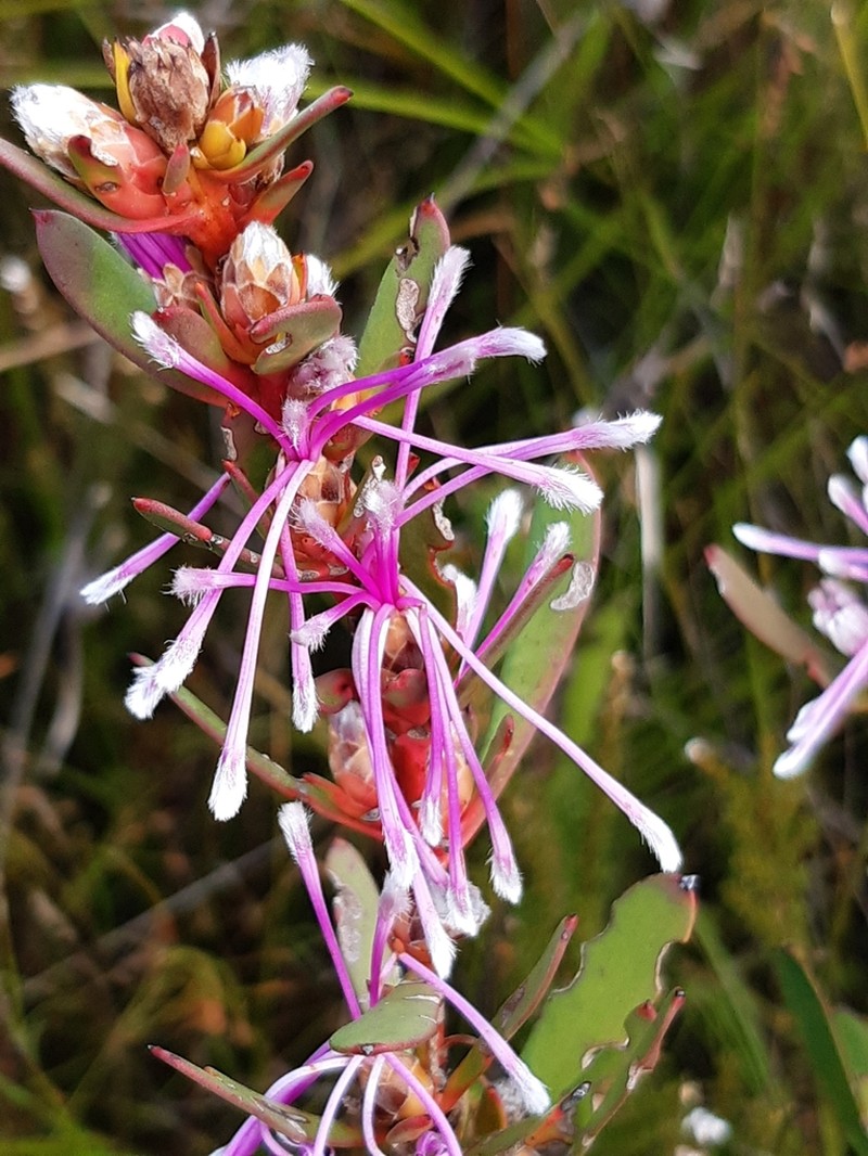 Isopogon axillaris photo 4