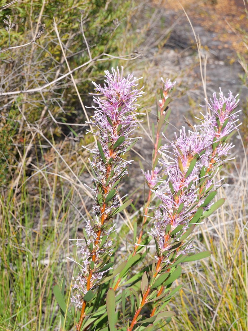Isopogon axillaris photo 5