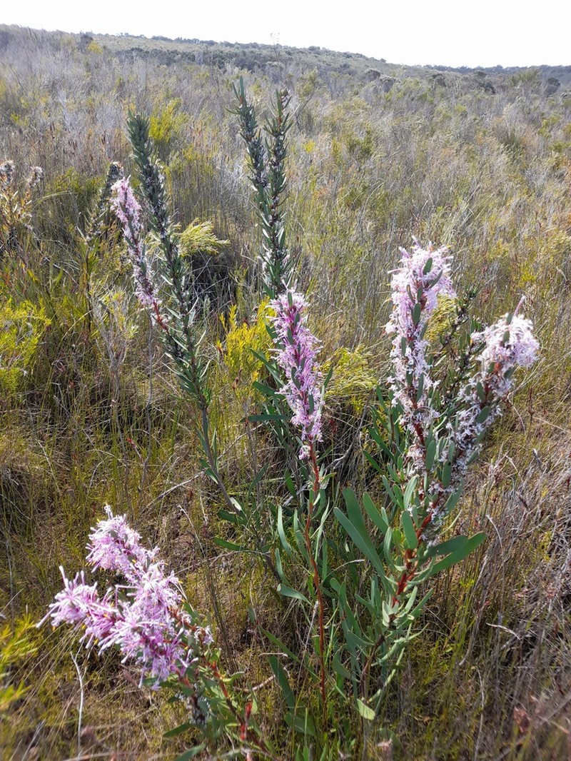 Isopogon axillaris photo 6
