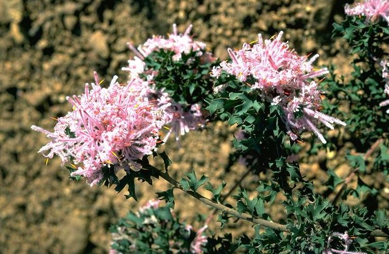 Isopogon baxteri